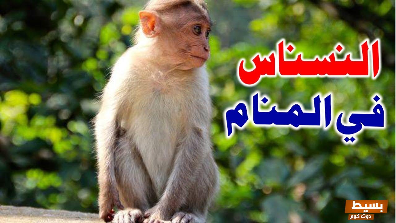 رؤية النسناس فى المنام للعزباء والمتزوجة والرجل 7 النسناس فى المنام